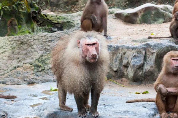 Hamadryas Baboon — Stock Photo, Image