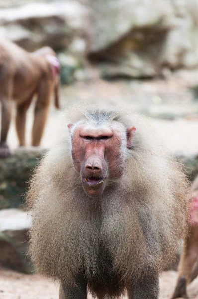 マント ヒヒ — ストック写真