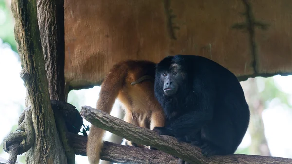 Macaco-uivo — Fotografia de Stock