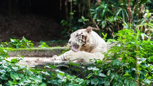 White Bengal Tiger — Stock Photo, Image
