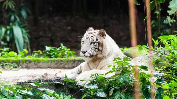 Tigru bengal alb — Fotografie, imagine de stoc