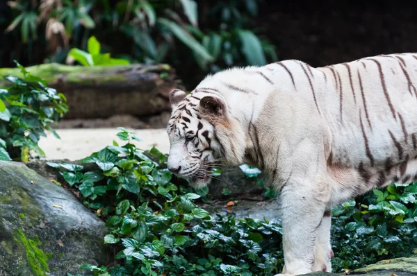 Tigru bengal alb — Fotografie, imagine de stoc