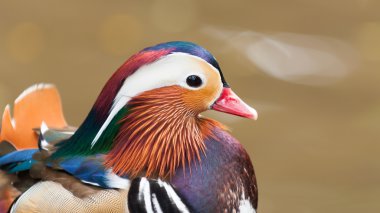 Mandarin ördeği
