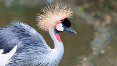 gri taç vinçGrulla coronada gris
