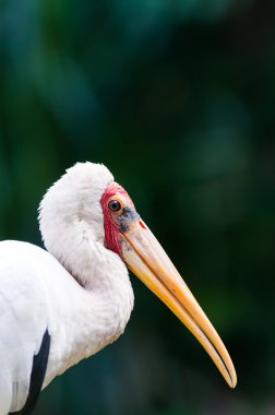 Sarı gagalı leylek