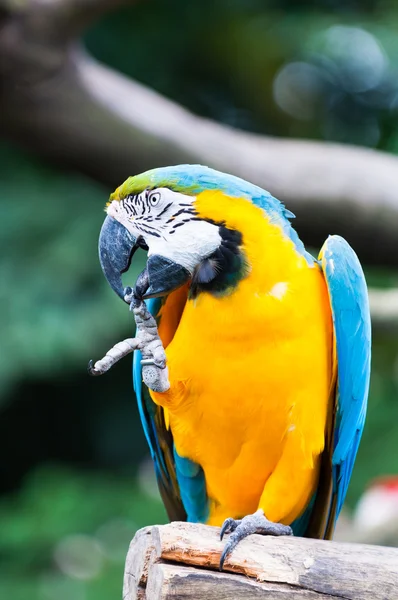 Arara azul e amarela — Fotografia de Stock