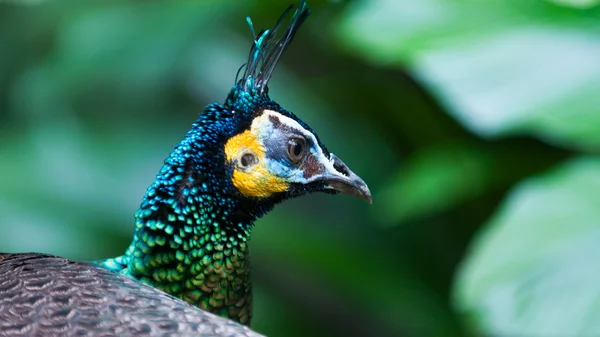 Yeşil tavus kuşu — Stok fotoğraf