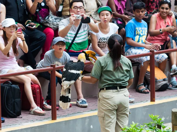 Spettacolo di Jurong bird — Foto Stock