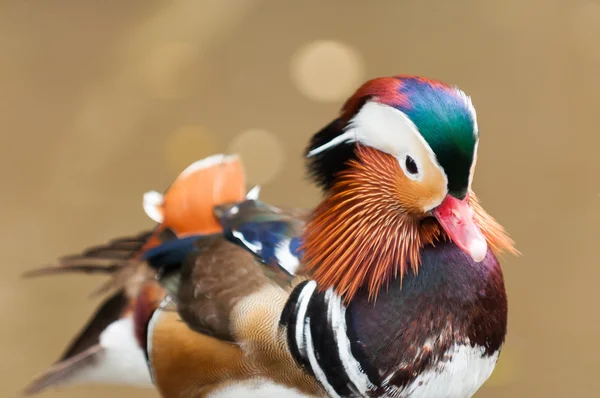 Mandarin Duck — Stock Photo, Image