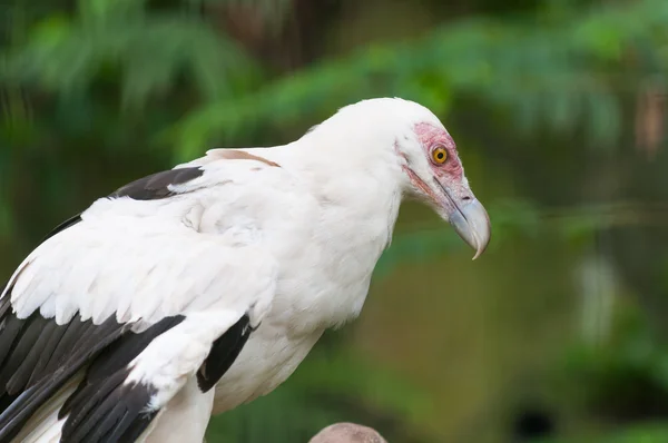 Palm-nut Vulture — Stock Photo, Image