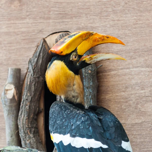 Hornbill rinoceronte — Fotografia de Stock