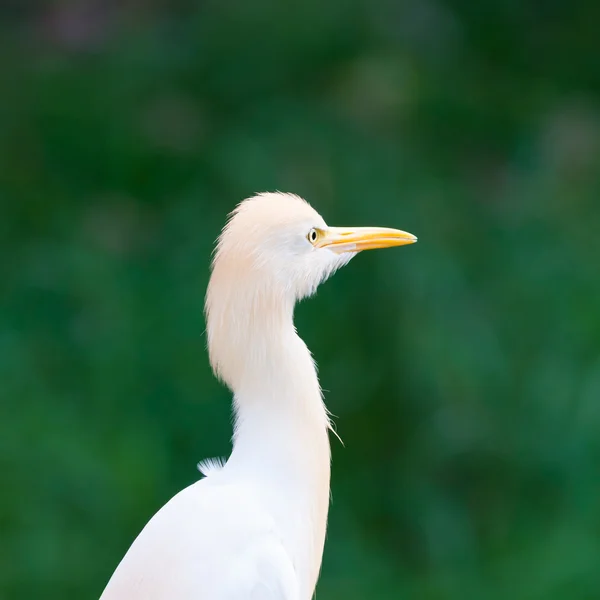 Cattle Egret — Stock Photo, Image