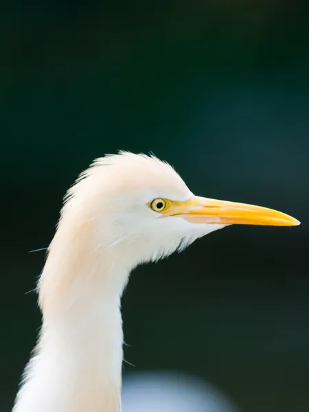 Cattle Egret — Stock Photo, Image