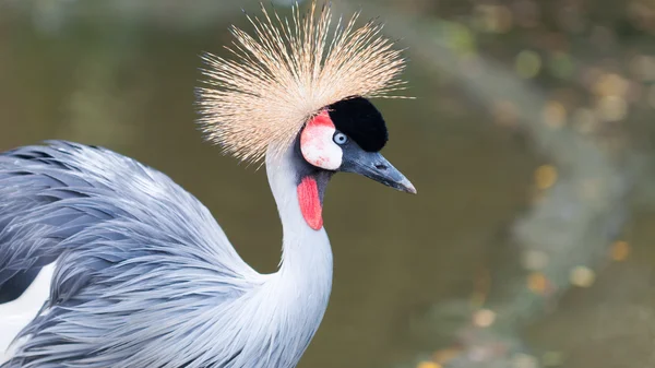 Grey Crowned Crane — Stock Photo, Image