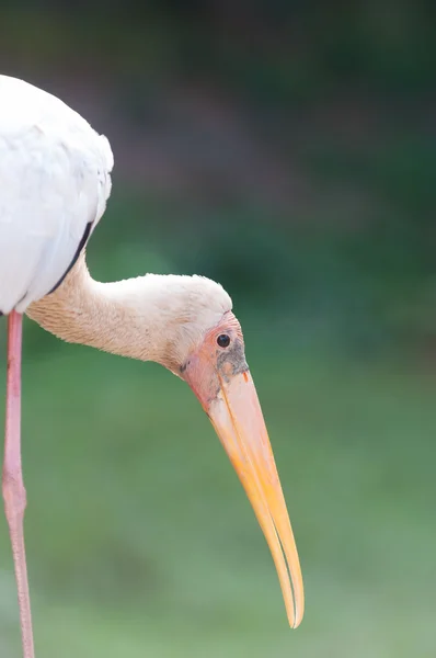 Gulnäbbad stork — Stockfoto