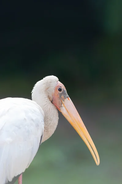 Gulnäbbad stork — Stockfoto