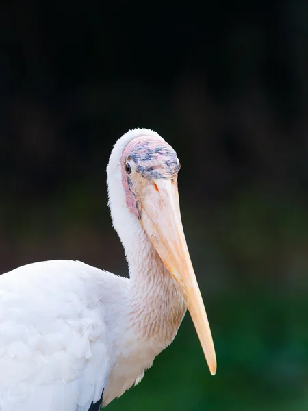 Gulnäbbad stork — Stockfoto