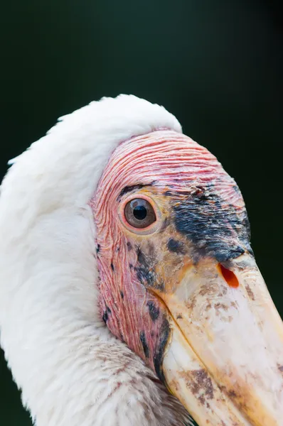 Yellow-billed Stork — Stock Photo, Image