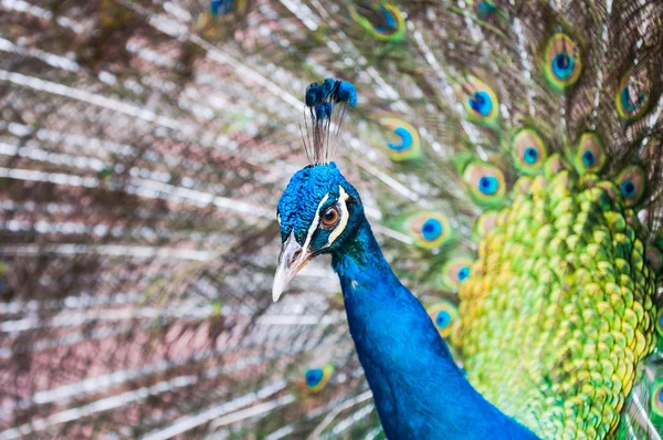 Green Peacock — Stock Photo, Image