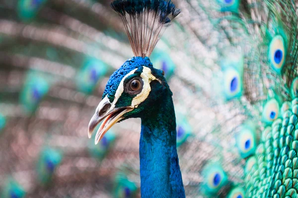 Green Peacock — Stock Photo, Image