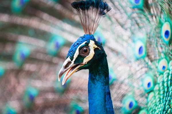 Green Peacock — Stock Photo, Image