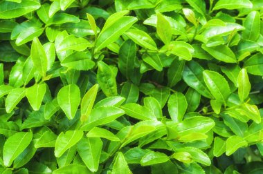 Boseong çay alanları