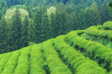 Boseong çay alanları