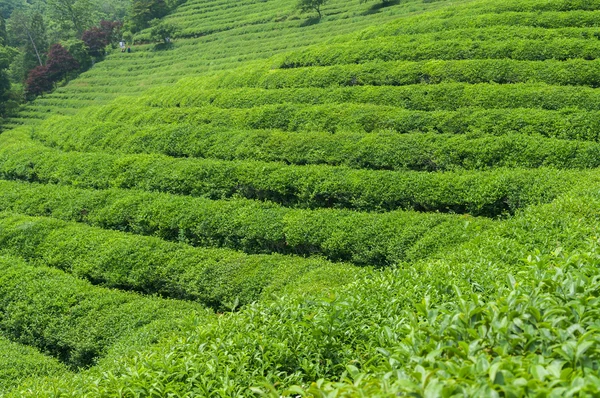 Boseong çay alanları