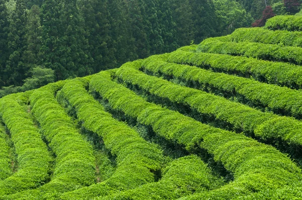 Pola herbaty Boseong — Zdjęcie stockowe
