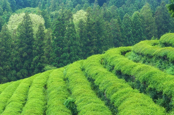 Campos de chá boseong — Fotografia de Stock