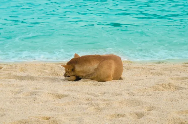Σκύλος ύπνου στην άμμο στη θάλασσα — Φωτογραφία Αρχείου