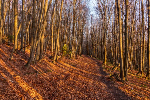 Autumn Path Beech Forest Foliage Bieszczady National Park Poland Autumn — Fotografia de Stock