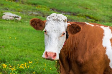 Avusturya 'nın manzaralı dağlarındaki kır çiçeklerinin yeşil tarlasında kahverengi ve beyaz inek..