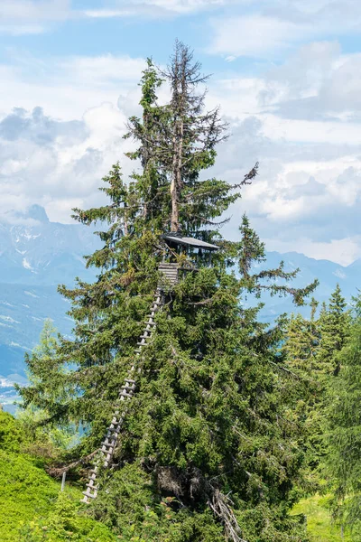 Деревянная Кафедра Охотничья Башня Домике Дереве Красивая Природа Австрийских Альпах — стоковое фото
