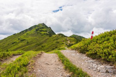 Alp yürüyüşü patikası. Çevresi yeşil bitkilerle, alp gülleriyle çevrili taştan bir yol. Arka planda karlı dağlar.