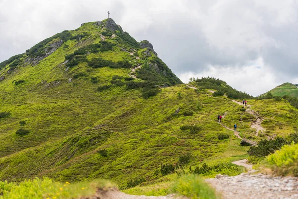 Alpine hiking trail. A stone winding road, surrounded by green plants, alpine roses. Snowy mountains in the background.