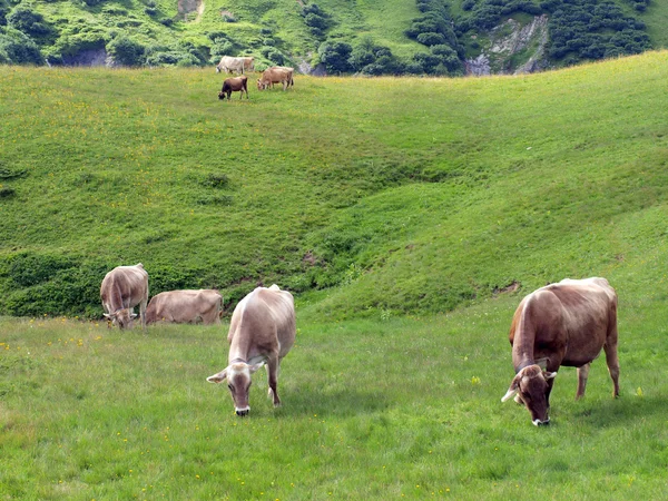 Kühe in den Alpen — Stockfoto