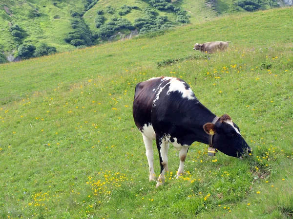 Vacas nos Alpes — Fotografia de Stock