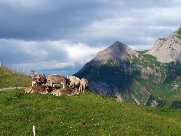 Vacas nos Alpes — Fotografia de Stock