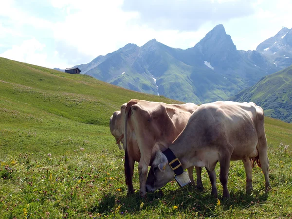 Корови в Альпах — стокове фото