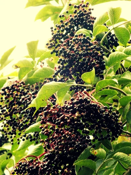 ağaç ve mürver meyve