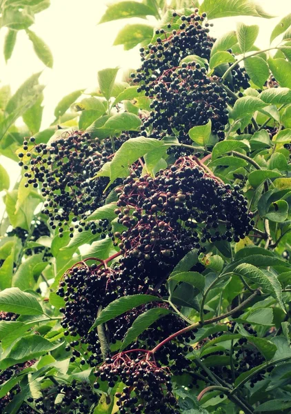 Baum und die Früchte des Holunders Stockbild