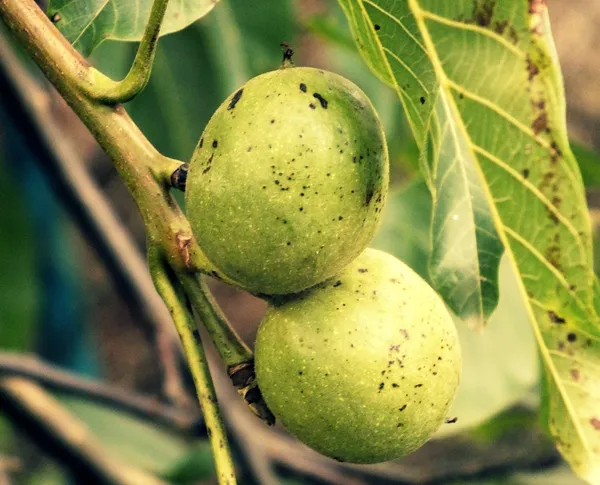 ceviz ağacı içinde yaz