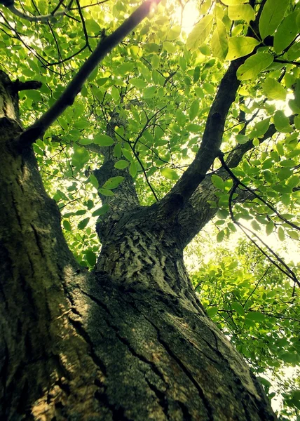 Ceviz ağacından bir yaz