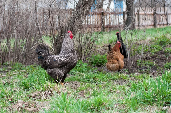 Цыплята во дворе — стоковое фото