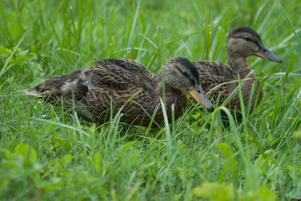 Patos marrones Imagen de archivo