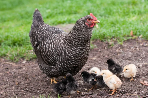 Gallinas y pollitos Imágenes de stock libres de derechos