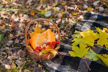 Sarı akçaağaç yapraklı sepet, bir dilim kabak ve böğürtlen. Sonbahar konsepti.