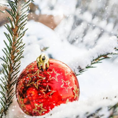 Karla kaplı ladin dalında yıldızlı kırmızı top. Yeni yıl ve Noel konsepti.