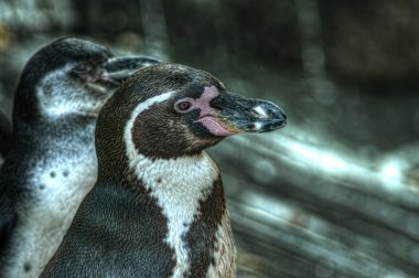 Humboldt Penguin(Spheniscus humboldti) clipart